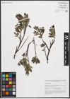 Foto von Salix phylicifolia L.